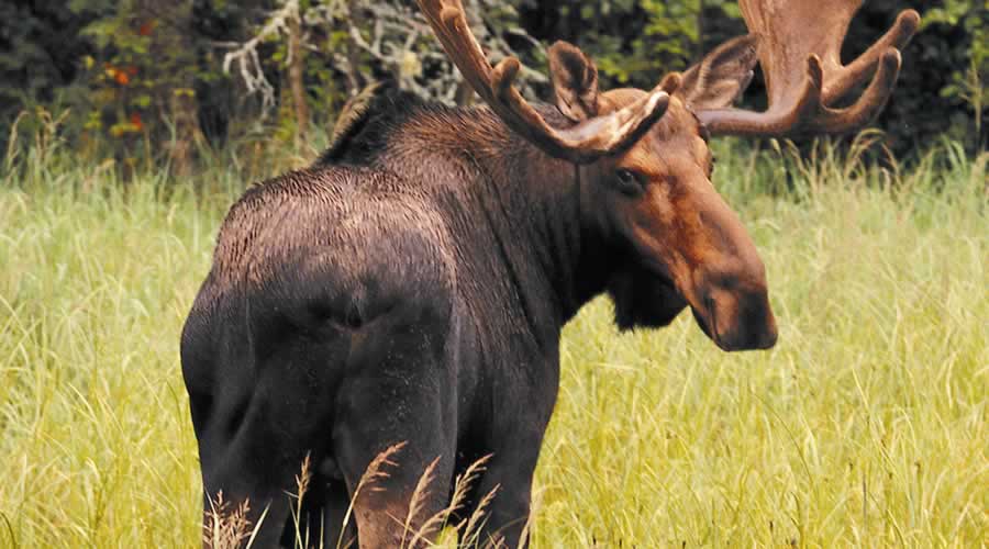 Moose Algonquin Park